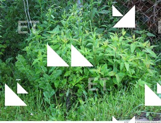 Photo Textures of Plants