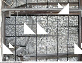 Photo Reference of Bones