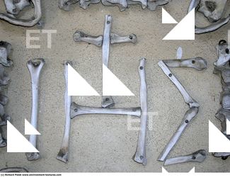 Photo Reference of Bones