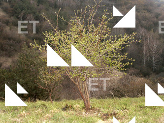 Photo Textures of Trees