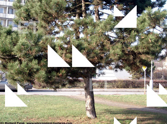 Photo Textures of Trees