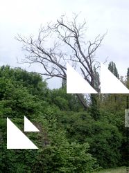 Photo Textures of Trees