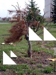 Photo Textures of Trees