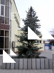 Photo Textures of Trees