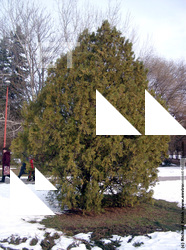 Photo Textures of Trees