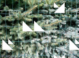 Photo Textures of Trees