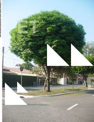 Photo Textures of Trees