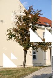 Photo Texture of Trees