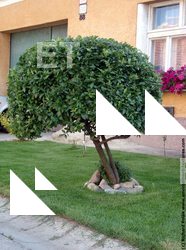 Photo Texture of Tree