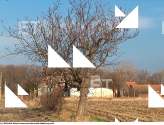 Photo Texture of Trees