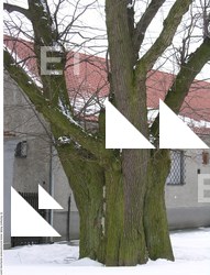 Photo Texture of Trees