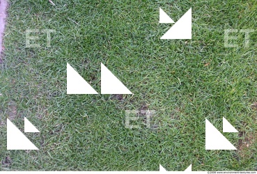 Grass