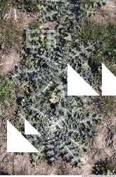 Ground Various