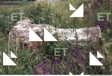 Trees Bark