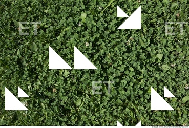 Grass