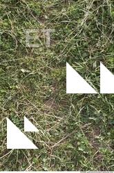 Grass