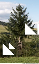 Trees