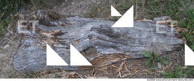Trees Bark