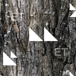 Seamless Bark