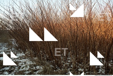 Plant Fields