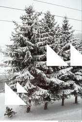 Trees