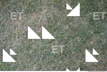 Grass