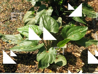 Plant Fields
