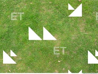 Grass