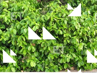 Plant Fields