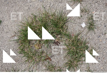Grass