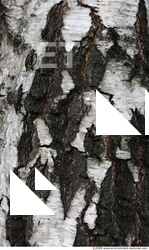 Trees Bark