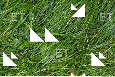 Grass