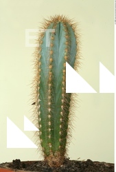 Plant Fields