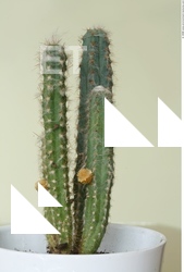 Plant Fields