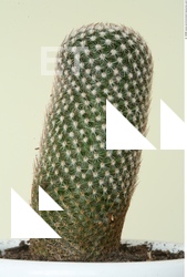 Plant Fields