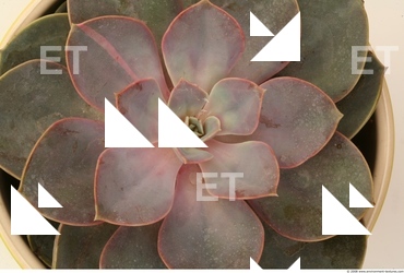 Plant Fields