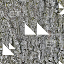 Seamless Bark