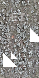 Seamless Bark