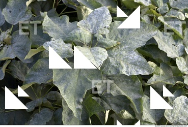 Plant Fields
