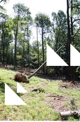 Photo Reference of Background Forest