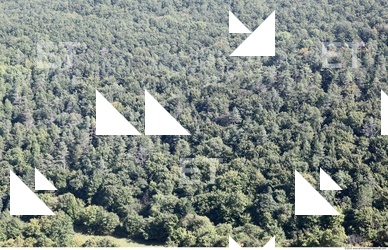 Background Nature