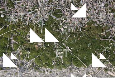Moss