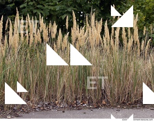 Grass Tall