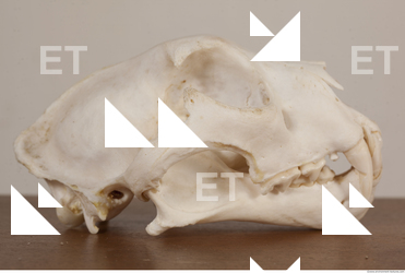 Photo References of Skull