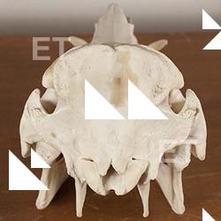 Photo References of Skull