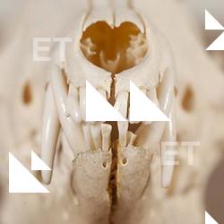 Photo References of Skull