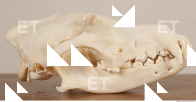 Photo References of Skull