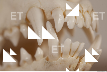 Photo References of Skull