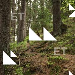 Photo Textures of Forest