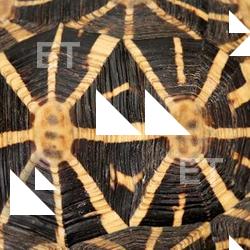 Photo Textures of Tortoise Shell